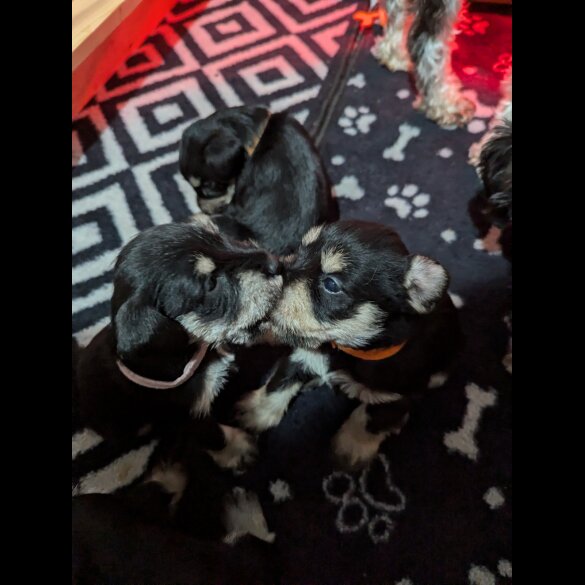 Miniature Schnauzer - Both