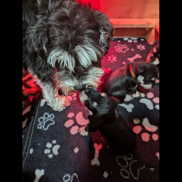 Miniature Schnauzer - Both