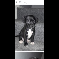 Mixed Breed - Both