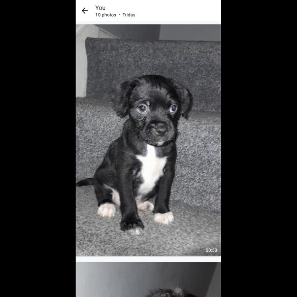 Mixed Breed - Both