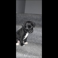 Mixed Breed - Both