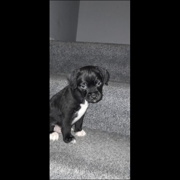 Mixed Breed - Both