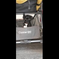 Mixed Breed - Both