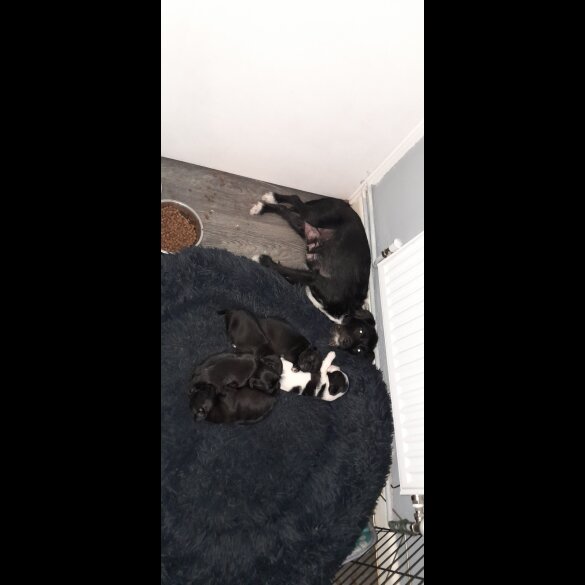 Mixed Breed - Both