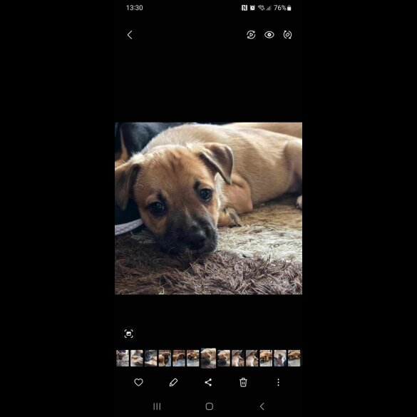 Mixed Breed - Both