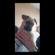 Mixed Breed - Both