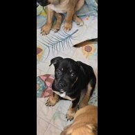 Mixed Breed - Both