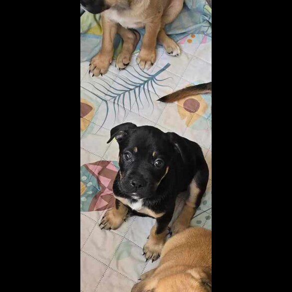 Mixed Breed - Both