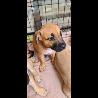 Mixed Breed - Both