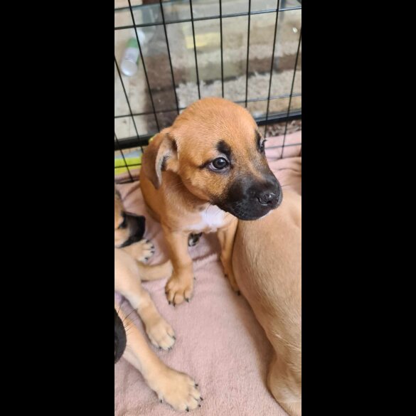 Mixed Breed - Both