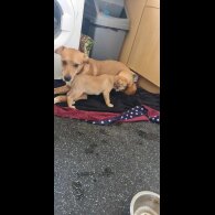 Mixed Breed - Both