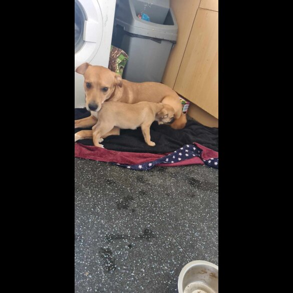 Mixed Breed - Both