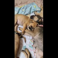 Mixed Breed - Both