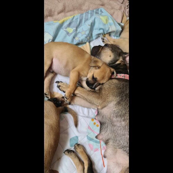 Mixed Breed - Both