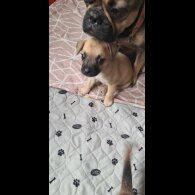 Mixed Breed - Both