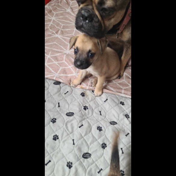 Mixed Breed - Both