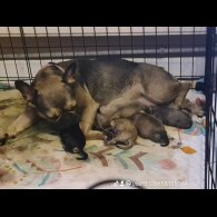 Mixed Breed - Both