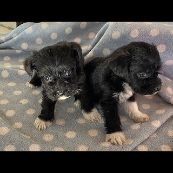 Mixed Breed - Dogs