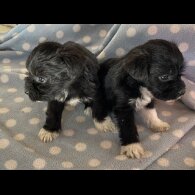 Mixed Breed - Dogs