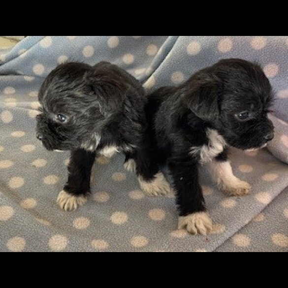 Mixed Breed - Dogs