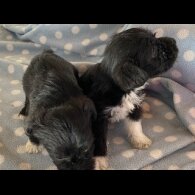 Mixed Breed - Dogs