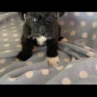 Mixed Breed - Dogs