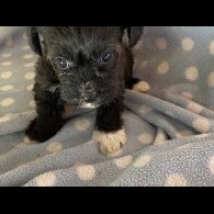Mixed Breed - Dogs