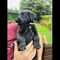 Mixed Breed - Dogs