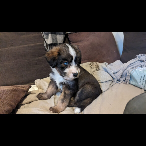 Mixed Breed - Bitches