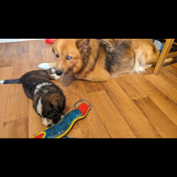 Mixed Breed - Bitches