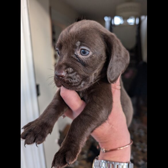Mixed Breed - Both