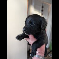 Mixed Breed - Both