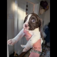 Mixed Breed - Both