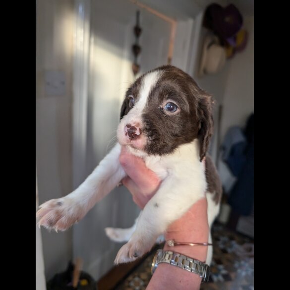 Mixed Breed - Both