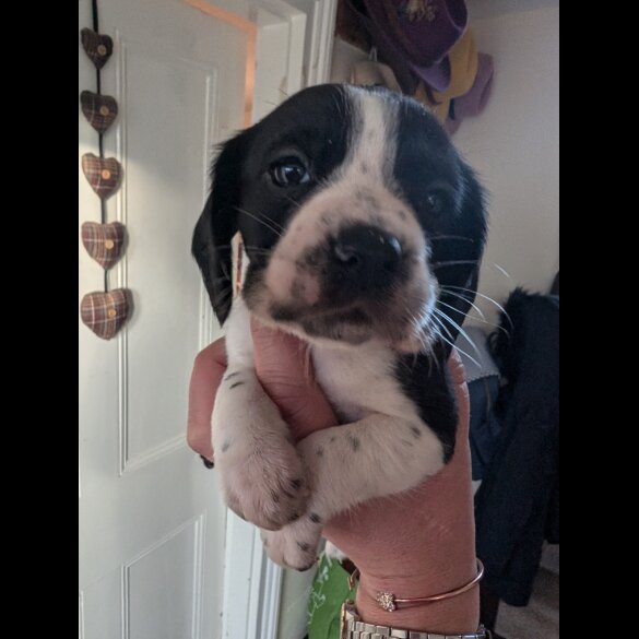 Mixed Breed - Both
