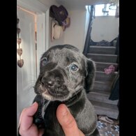 Mixed Breed - Both