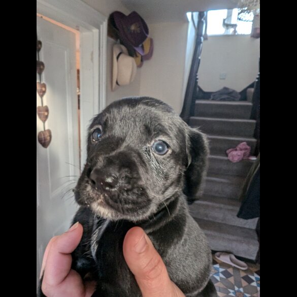 Mixed Breed - Both