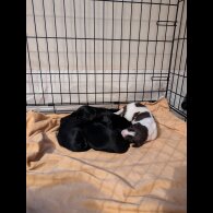 Mixed Breed - Both