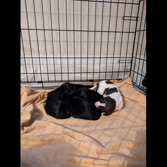 Mixed Breed - Both