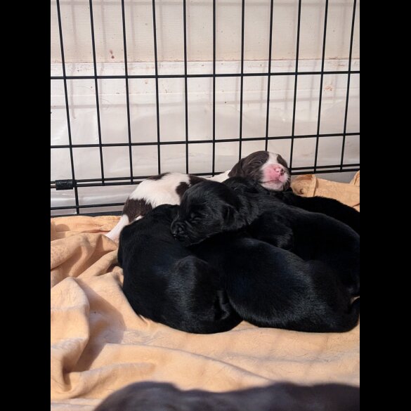 Mixed Breed - Both