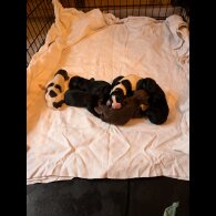 Mixed Breed - Both