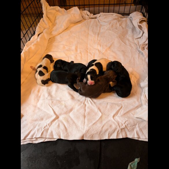Mixed Breed - Both