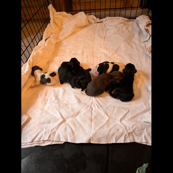 Mixed Breed - Both