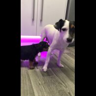 Mixed Breed - Both