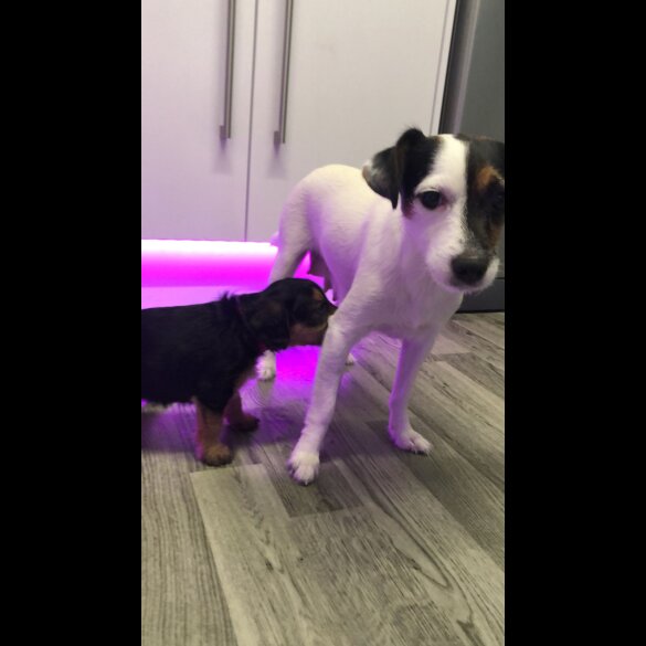 Mixed Breed - Both