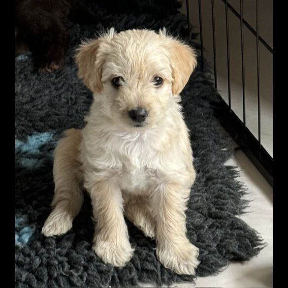 Mixed Breed - Both