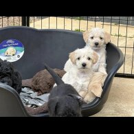 Mixed Breed - Both