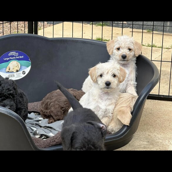 Mixed Breed - Both