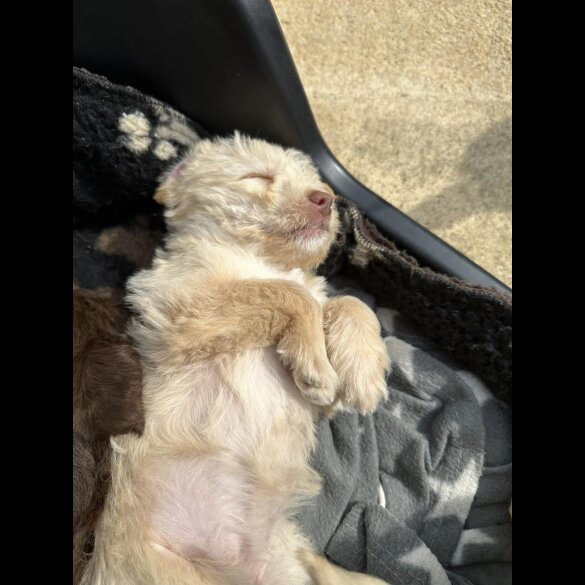 Mixed Breed - Both