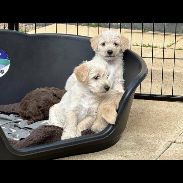 Mixed Breed - Both